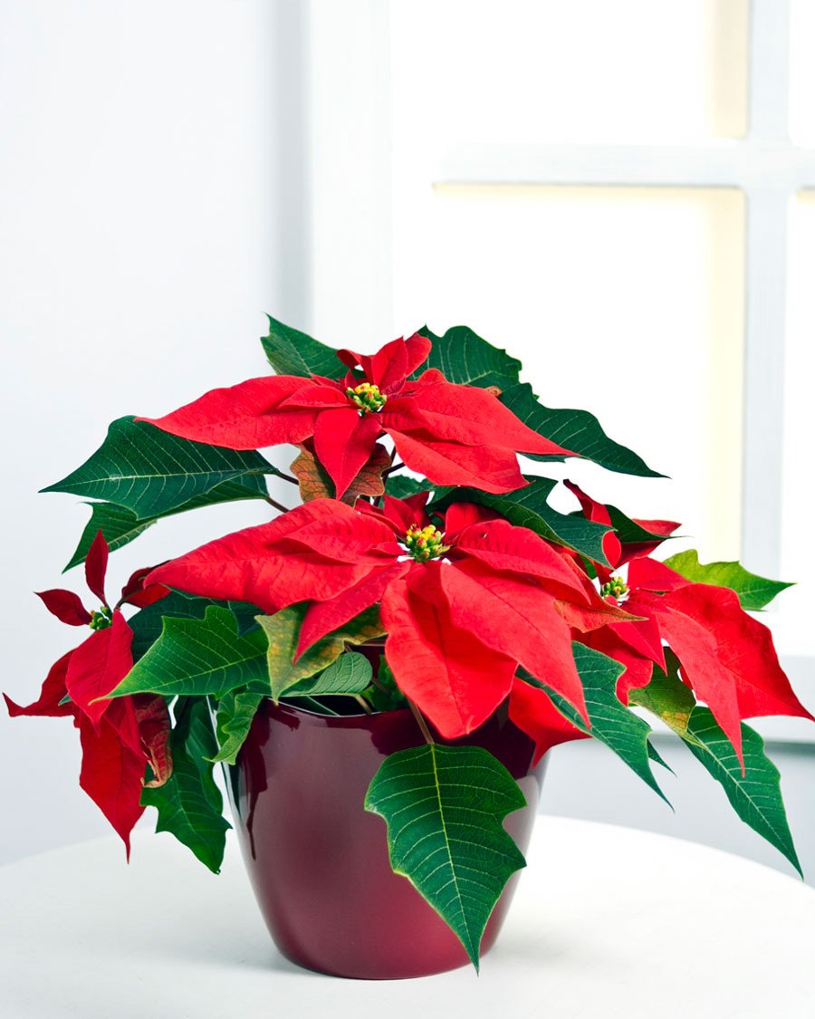 Red Poinsettia