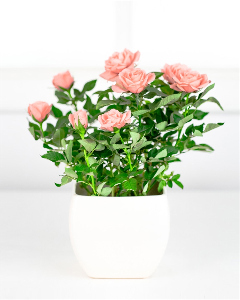 https://testmedia.cloudidd.com/media/test-mediaprint/510398.jpg